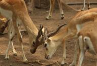 Deer found dead on NH 75 in Kolar