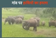 Elephants attack on villager