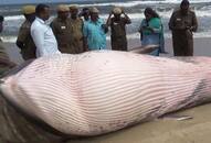 Massive tropical whale found dead on Chennai coast buried