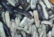 Three detained in Tamil Nadu for trying to smuggle sea cucumbers to Sri Lanka