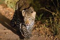 Leopard caught headlights Bandipur Tiger Reserve night travel ban video