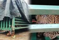 Tamil Nadu forest officials successfully cage leopard which terrified farmers in Coimbatore