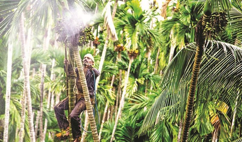 Training to pluck areka in Vittala dakshina kannada