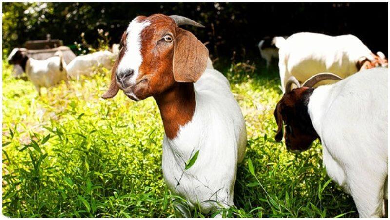 16 lakhs money eaten by a goat in south serbia