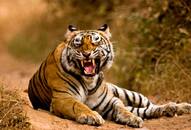 Tiger Mahavir died after falling into poachers' trap