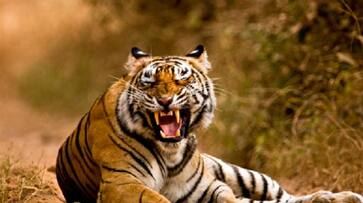 Tiger Mahavir died after falling into poachers' trap