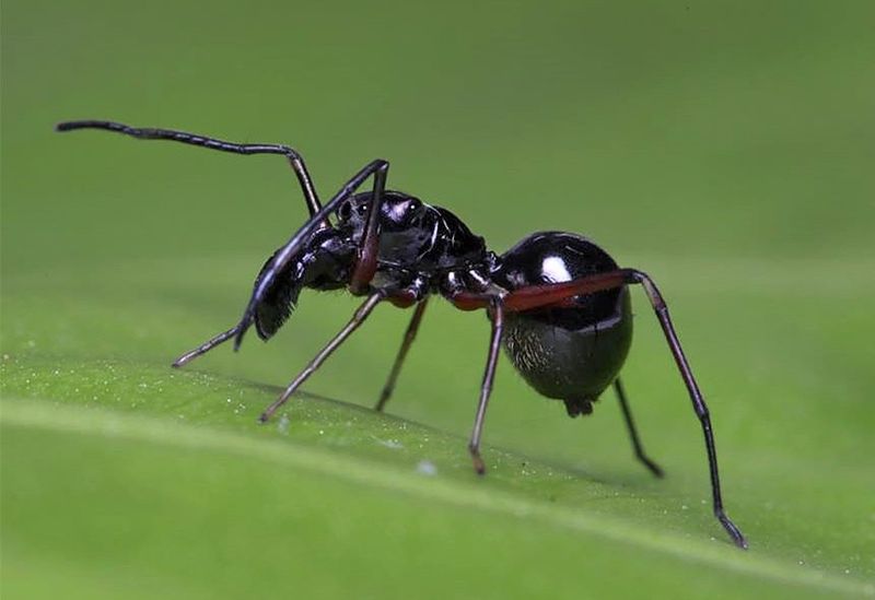 Meet the Spiders That Feed Milk to Their Young