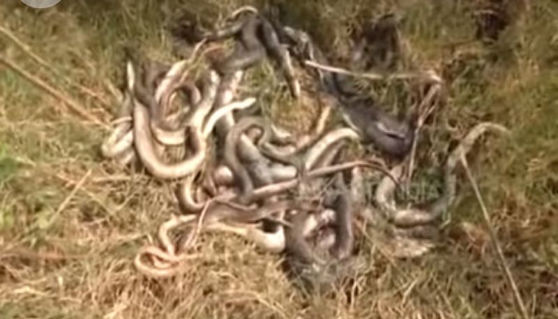 30 Snakes Dead Inside Of Water Pumpset