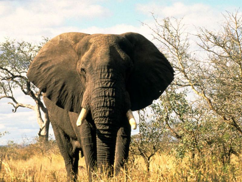 Strange disease kills 8 elephants in northern Tanzania