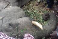 Speeding train hits elephant dead in Sakaleshpur