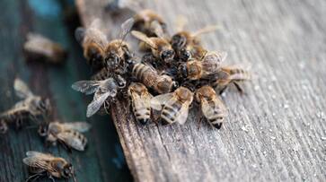 Bees attack 50 people in Karnataka during an event in village