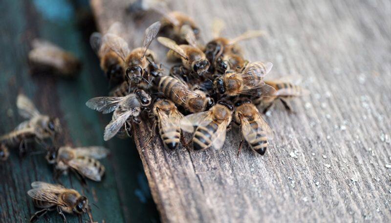 Bee stings: Do not panic, here's what you need to do-snj