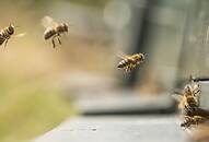 Bees attack 50 people Karnataka event village