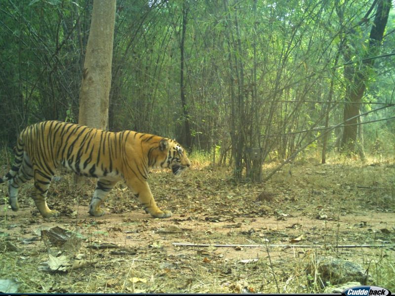 tiger spotted at Kawal tiger reserve