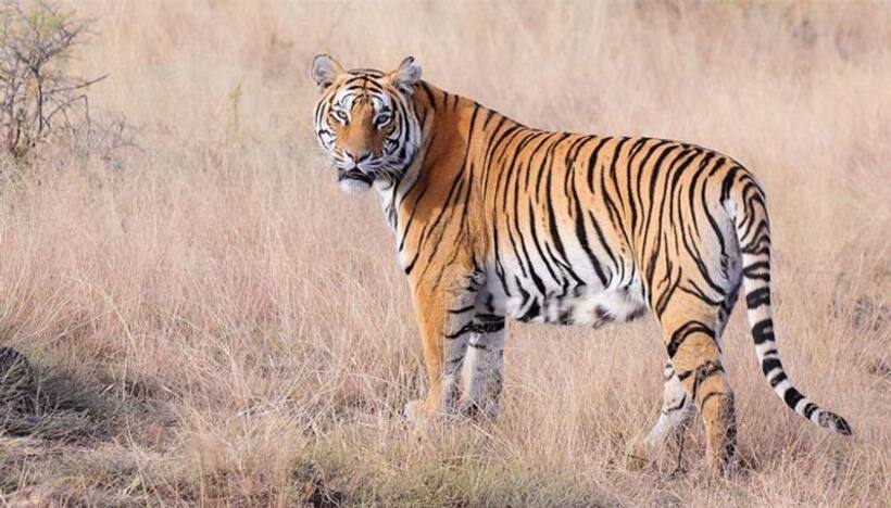 भारत में थम नहीं रहा बाघों का शिकार, 10 साल में शिकारियों ने 429 बाघों को मारा
