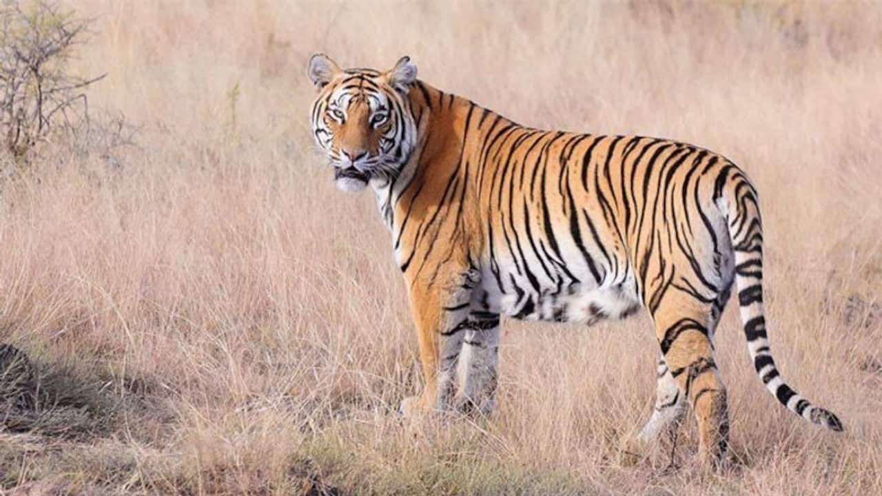 भारत में थम नहीं रहा बाघों का शिकार, 10 साल में शिकारियों ने 429 बाघों को मारा