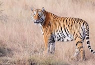 Tiger conservation More innovative ways needed, says minister Harsh Vardhan