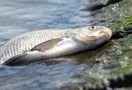 Cyclone Phethai rain brings free fish fall in Andhra Pradesh; video goes viral