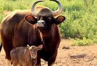 Tamil Nadu: Indian Gaur gives birth to female calf in Arignar Anna Zoological Park