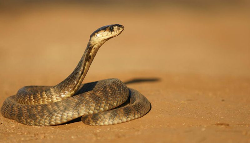 Germany Escaped cobra captured after 5-day hunt