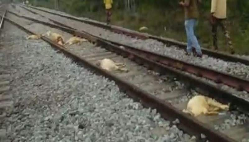 Around 18 sheep crushed to death under train  in Ramanagara District