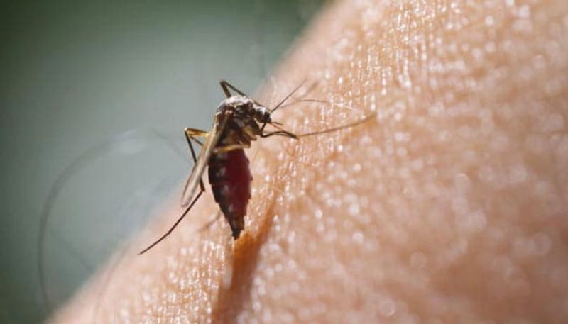 10 Dengue Cases Found at Anandapura in Chikkamgaluru