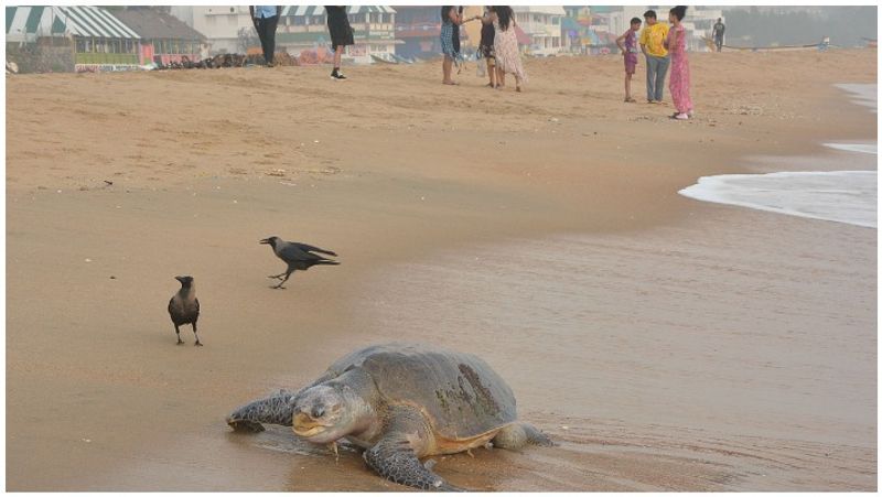 Tortoises death in mamallapuram beach