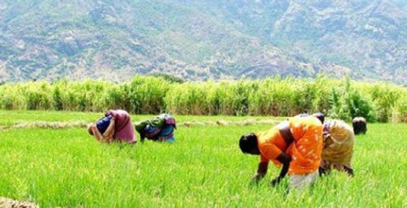 Sowing Seed, Lack of Fertilizer in Shahapur in Yadgir District