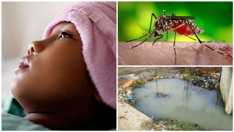 Mosquito menace Malaria risk might increase in cold regions if temperature rises