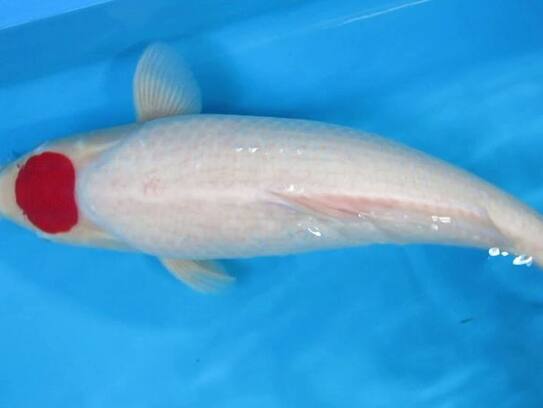 This fish will cost more than 12 crore