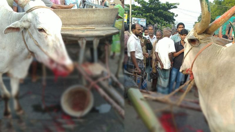 villupuram firing cow injury