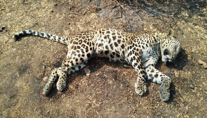 Leopard found dead in Karwar Forest Uttara Kannada