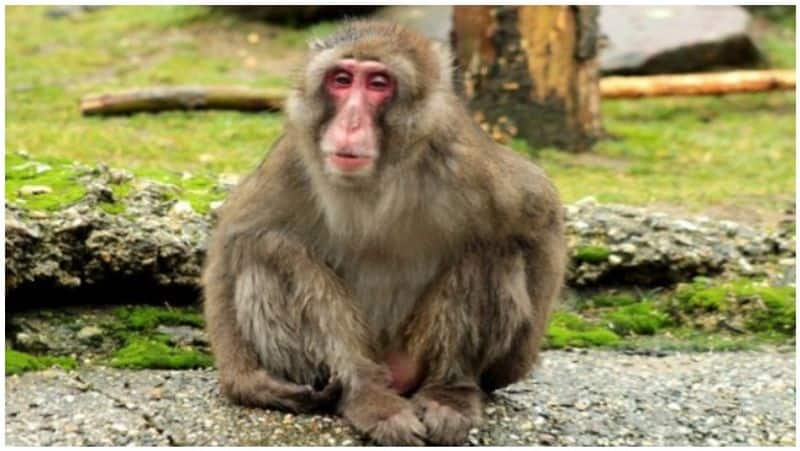 3 years jail punishment given to a lady due to she disturbed a monkey in egypt