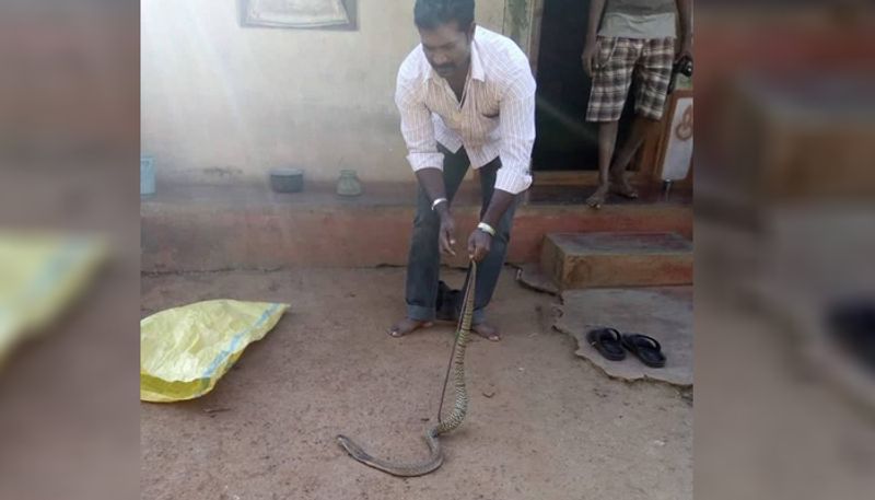 Cobra with circles on body found at sirsi