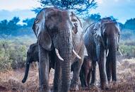 Elephant menace in Bankura, Bengal