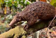 Karnataka forest officials rescue pangolin in Chikkamagaluru; 4 arrested