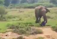 Man approaches elephant in Sri Lanka, crushed to death