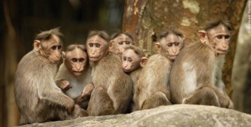 monkey fever suspect case reported in wayand