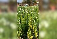 Opium plants destroyed in MP