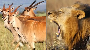 Bannerghatta Biological Park African lions common elands Bengaluru