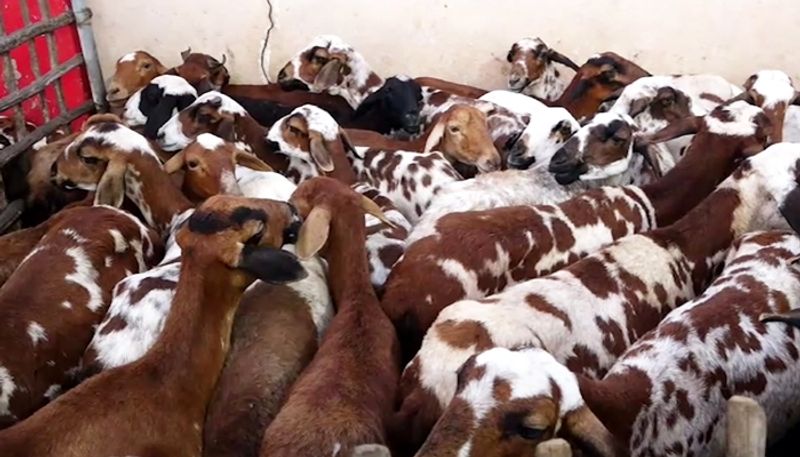 150 Goats Dead Due To Poisonous Food