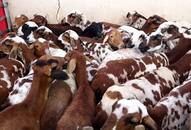 Pongal Tamil Nadu farmers sell 10,000 goats Rs 7 crore fear of diseases