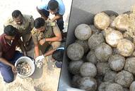 Tamil Nadu forest officials gather 105 turtle eggs in Dhanushkodi