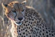 Mankiller Cheetah caught Karnataka sixth cat captured  one month