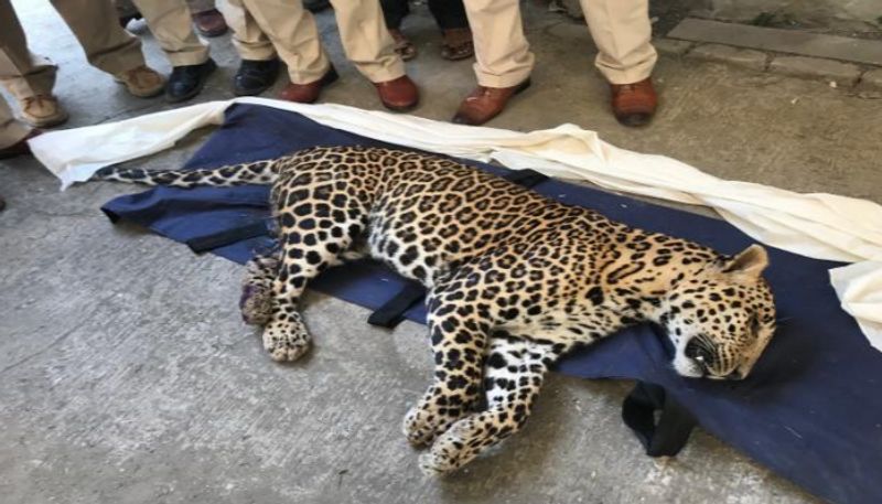 Prey hunts the hunter Angry cows kill leopard in Maharashtra