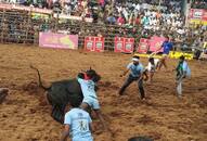 Jallikattu people injured bull-taming sport Tamil Nadu Pongal