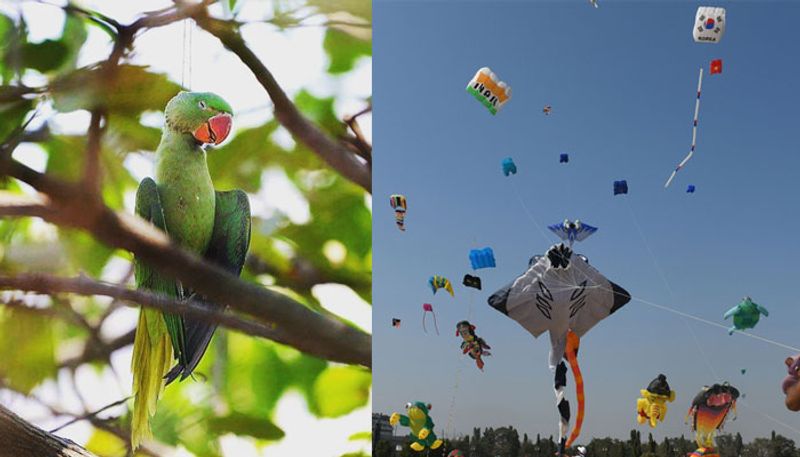 photo of dead parrot at Kite Festival goes viral