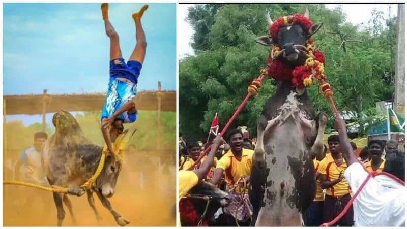 jallikattu kalai vs village boys