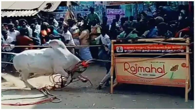 Rocking jallikattu festival in tamilnadu