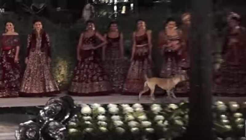 Stray dog enters fashion show, crashes Sidharth Malhotra s ramp walk Mumbai